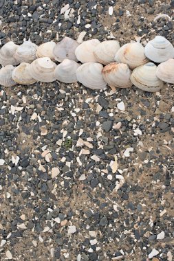 Bir arka plan deniz kabukları çakıl taşı.