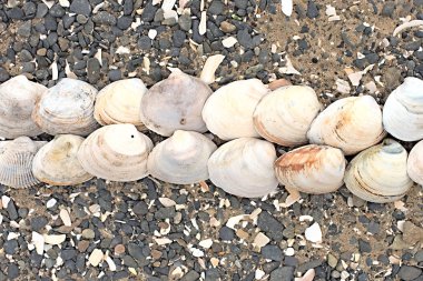 Bir arka plan deniz kabukları çakıl taşı.