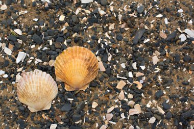 Bir arka plan deniz kabukları çakıl taşı.