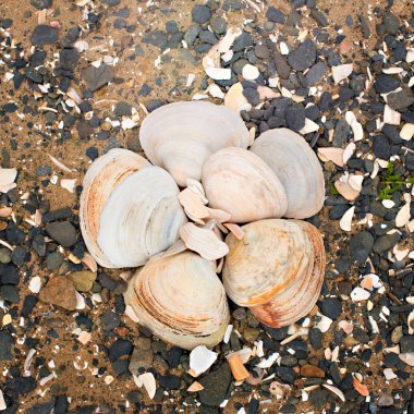 Bir arka plan deniz kabukları çakıl taşı.