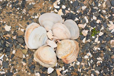 Bir arka plan deniz kabukları çakıl taşı.