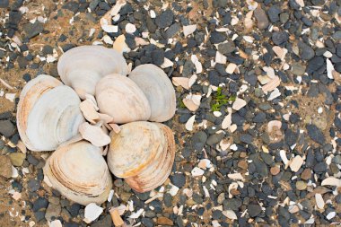 Bir arka plan deniz kabukları çakıl taşı.