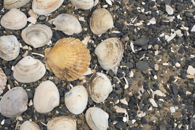 Bir arka plan deniz kabukları çakıl taşı.