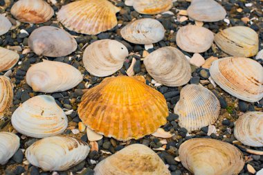 Bir arka plan deniz kabukları çakıl taşı.