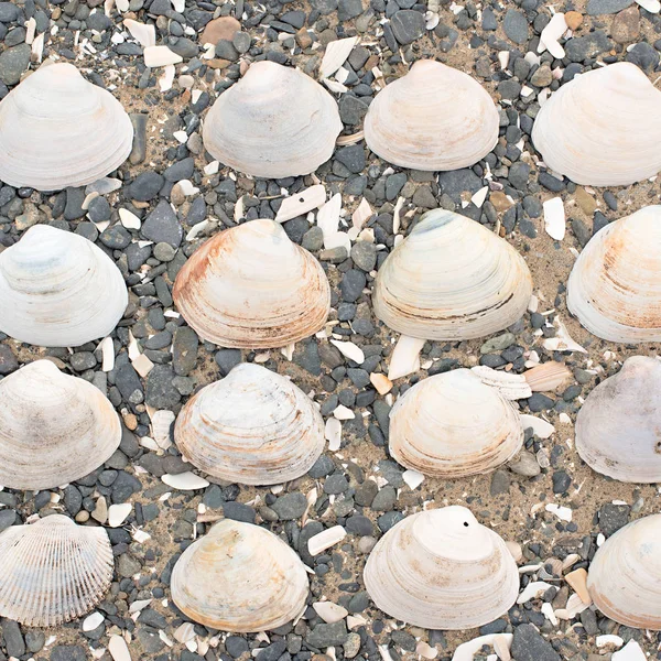 Bir arka plan deniz kabukları çakıl taşı.