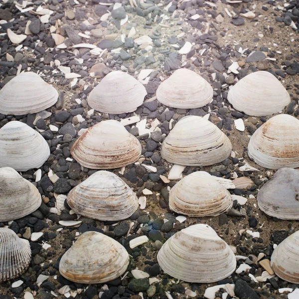 Bir arka plan deniz kabukları çakıl taşı.