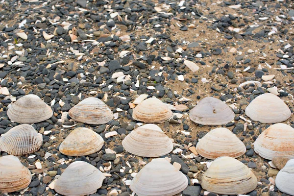 배경 바다에 조개 자갈. — 스톡 사진