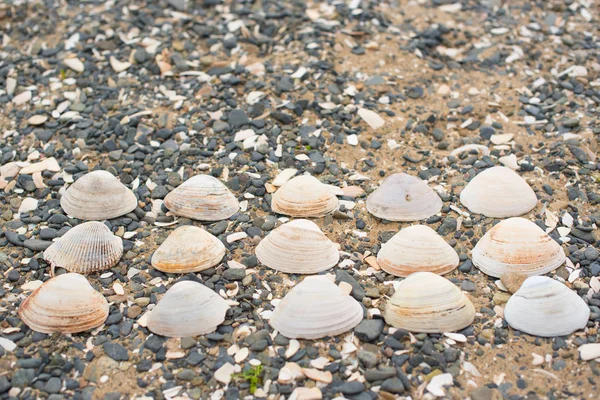 Bir arka plan deniz kabukları çakıl taşı. — Stok fotoğraf