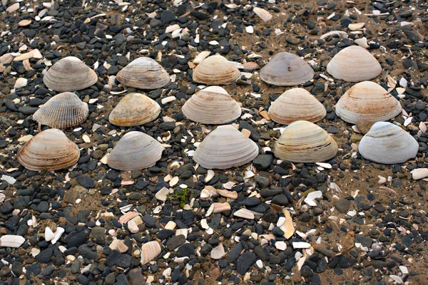 Las conchas sobre el fondo los guijarros de mar . — Foto de Stock