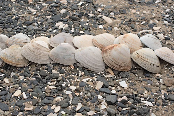 Bir arka plan deniz kabukları çakıl taşı.