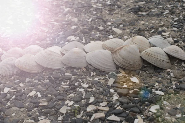 Seashells on a background sea pebbles. — Stock Photo, Image