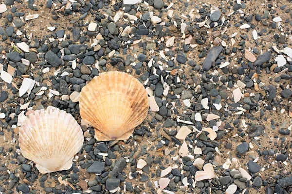 Bir arka plan deniz kabukları çakıl taşı.