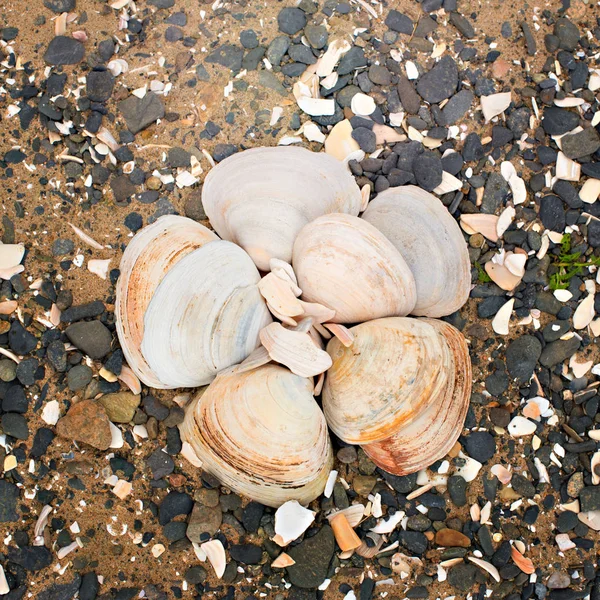 Bir arka plan deniz kabukları çakıl taşı.