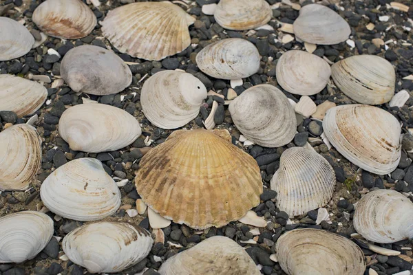 Bir arka plan deniz kabukları çakıl taşı.