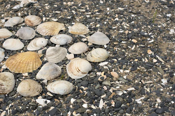 Bir arka plan deniz kabukları çakıl taşı.