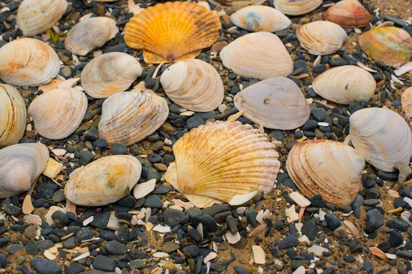 Bir arka plan deniz kabukları çakıl taşı.