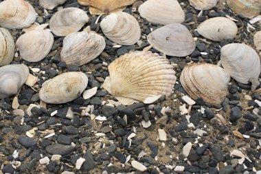 Bir arka plan deniz kabukları çakıl taşı.