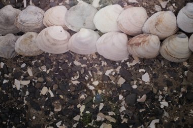 Bir arka plan deniz kabukları çakıl taşı.