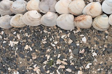Bir arka plan deniz kabukları çakıl taşı.