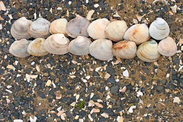 Bir arka plan deniz kabukları çakıl taşı.