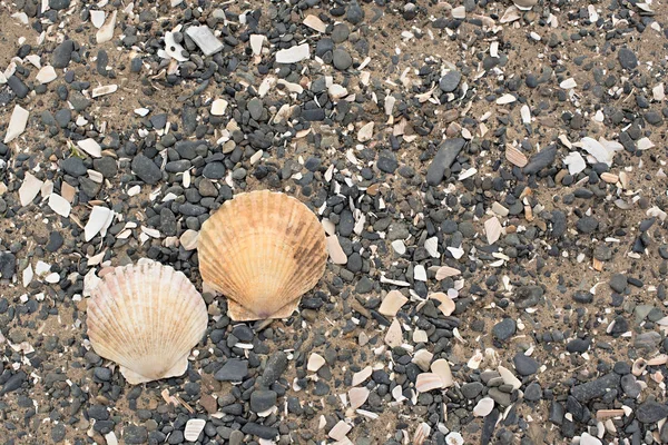 Bir arka plan deniz kabukları çakıl taşı.