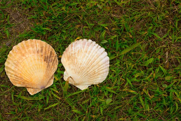 Grandes conchas blancas sobre un fondo de hierba verde . — Foto de Stock