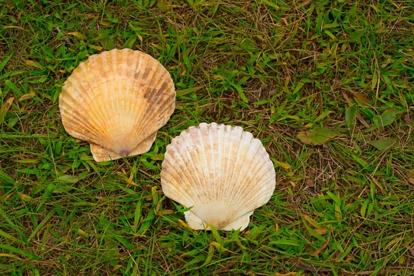 Large white shells on a background of green grass. — Stock Photo, Image