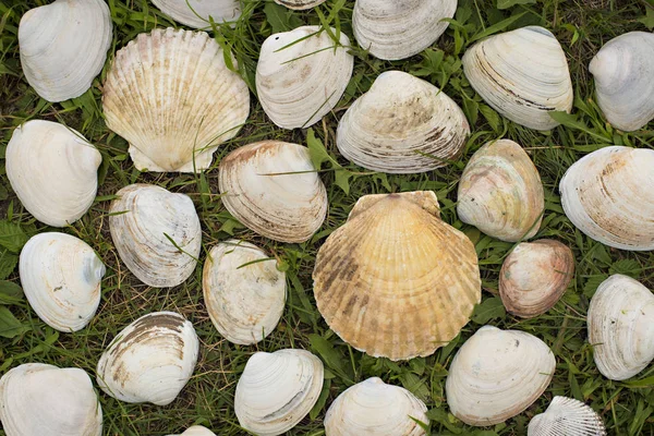 緑の草の背景に大きな白い貝殻. — ストック写真