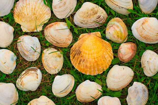 Grandes conchas blancas sobre un fondo de hierba verde . — Foto de Stock