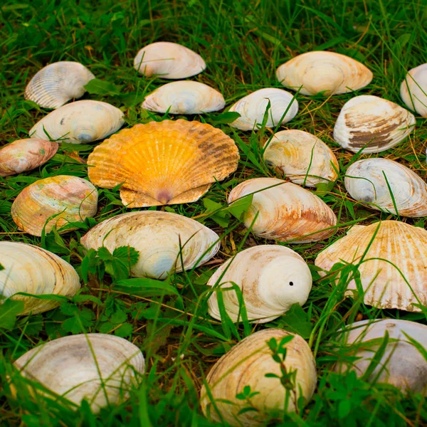 Large white shells on a background of green grass. — Stock Photo, Image