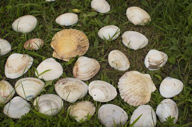 Yeşil çim bir arka plan üzerinde beyaz büyük kabukları.