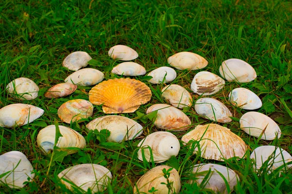 緑の草の背景に大きな白い貝殻. — ストック写真