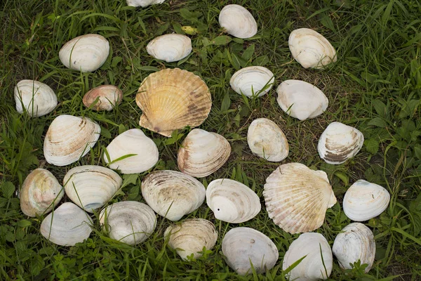 Grandes conchas blancas sobre un fondo de hierba verde . — Foto de Stock