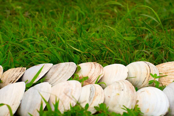 Большие белые раковины на фоне зеленой травы . — стоковое фото