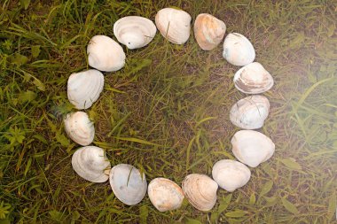 Yeşil çim bir arka plan üzerinde beyaz büyük kabukları.