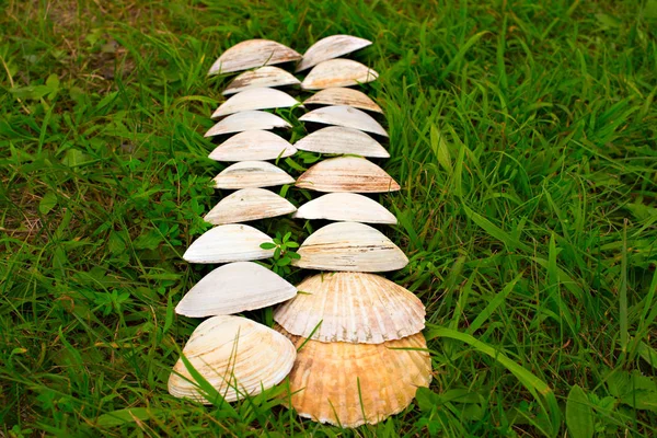 Grandes conchas blancas sobre un fondo de hierba verde . —  Fotos de Stock