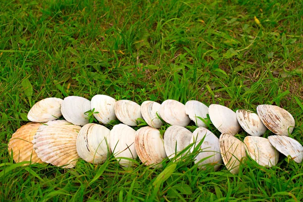 Grandes conchas brancas em um fundo de grama verde . — Fotografia de Stock