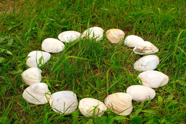 Grandes conchas blancas sobre un fondo de hierba verde . — Foto de Stock