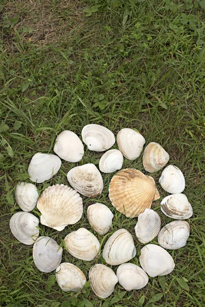 Grandes conchas blancas sobre un fondo de hierba verde . — Foto de Stock