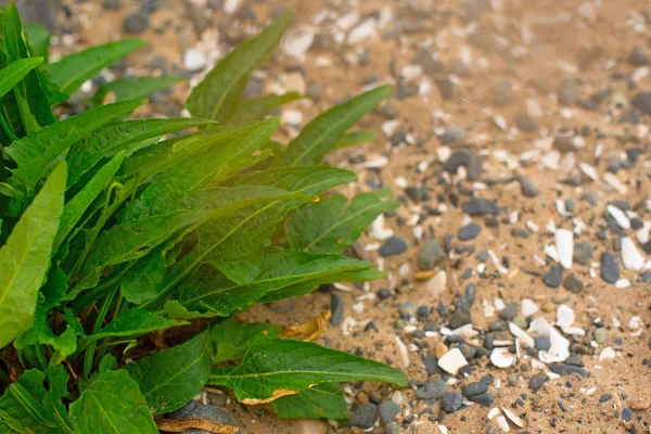 Green plant with long leaves on a background sea pebbles.