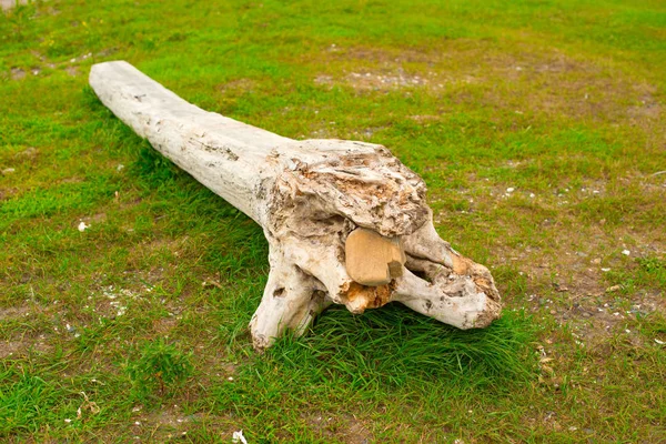 Eski budak, denizin kenarında çim üzerinde yalan.