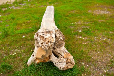 Eski budak, denizin kenarında çim üzerinde yalan.