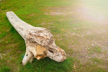 Eski budak, denizin kenarında çim üzerinde yalan.