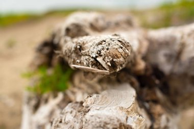 Eski budak, denizin kenarında çim üzerinde yalan.