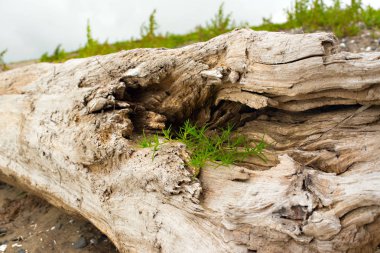 Eski budak, denizin kenarında çim üzerinde yalan.