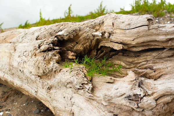 Eski budak, denizin kenarında çim üzerinde yalan.