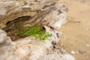 Eski budak, denizin kenarında çim üzerinde yalan.