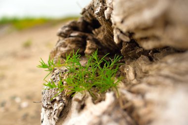 Eski budak, denizin kenarında çim üzerinde yalan.