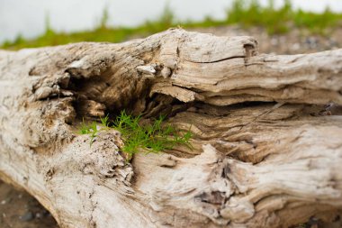 Eski budak, denizin kenarında çim üzerinde yalan.