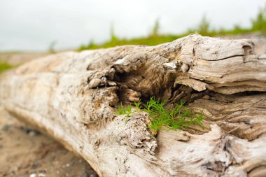Eski budak, denizin kenarında çim üzerinde yalan.